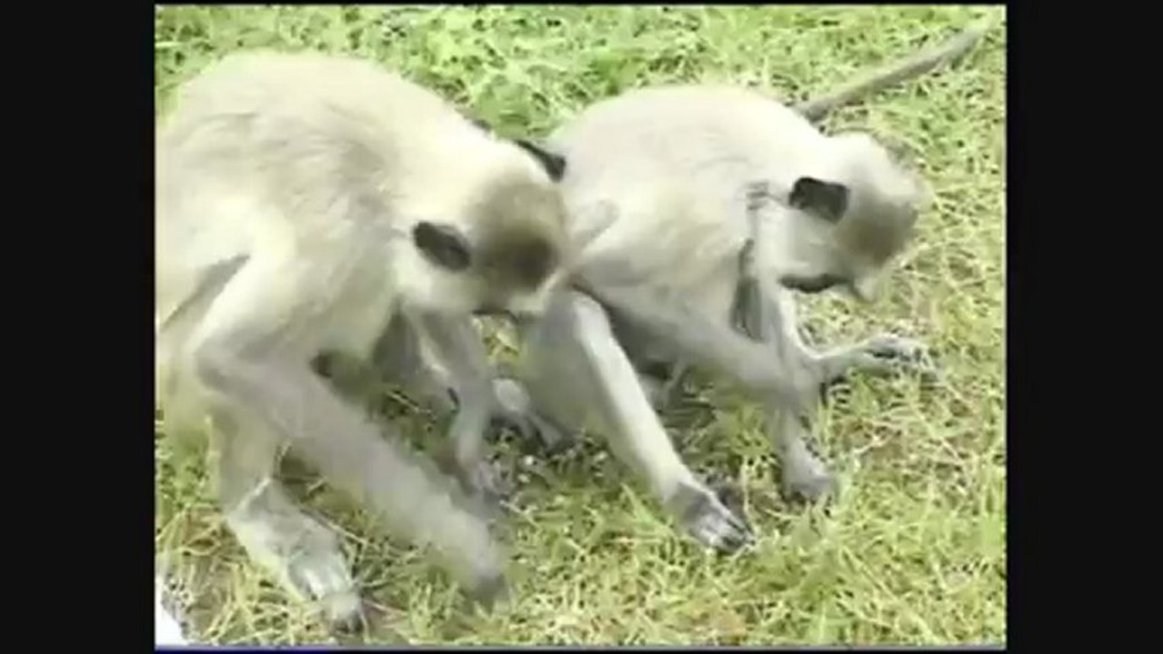 Sri Lanka 1