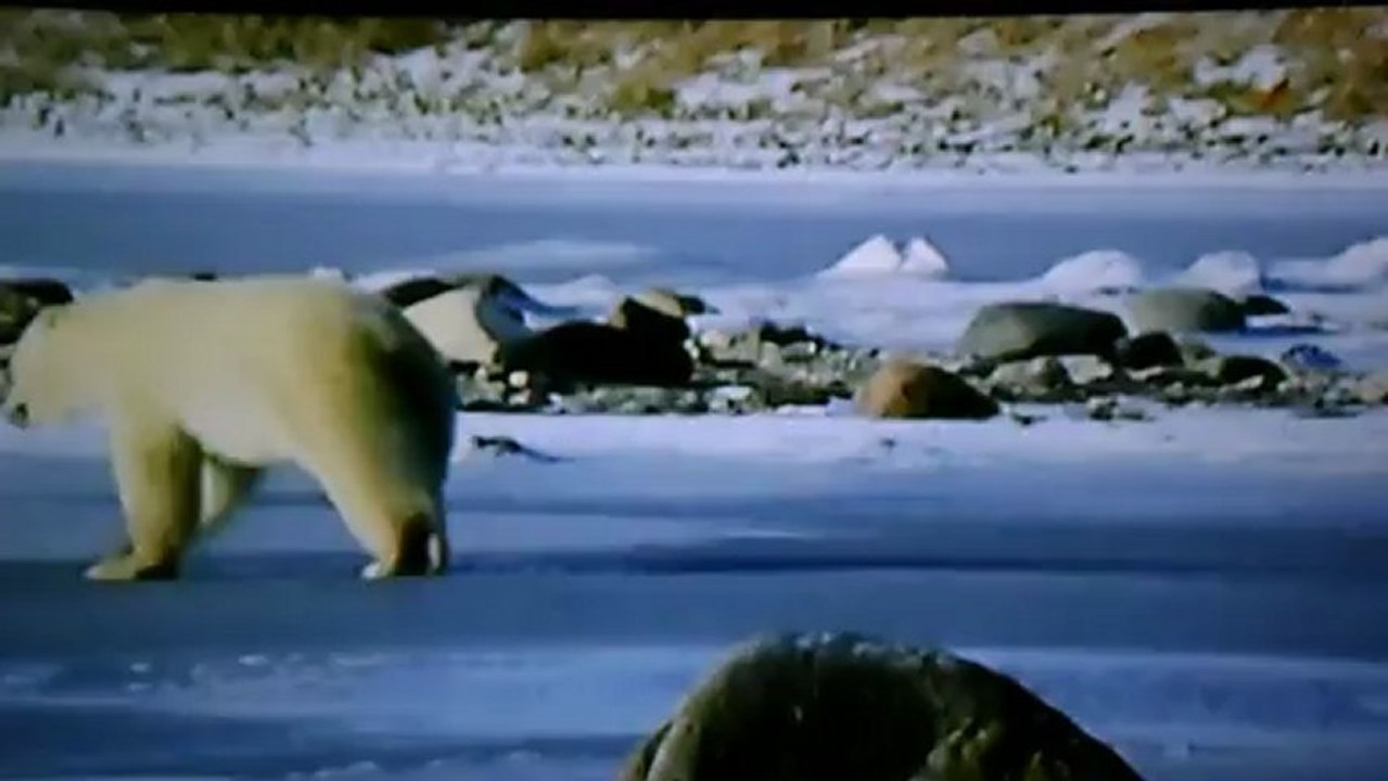 L'Ours blancs en galère...