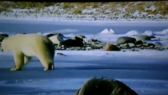 L'Ours blancs en galère...
