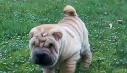 HOUSTON HAMILTON NOW BOARDING DES MING WAY M4