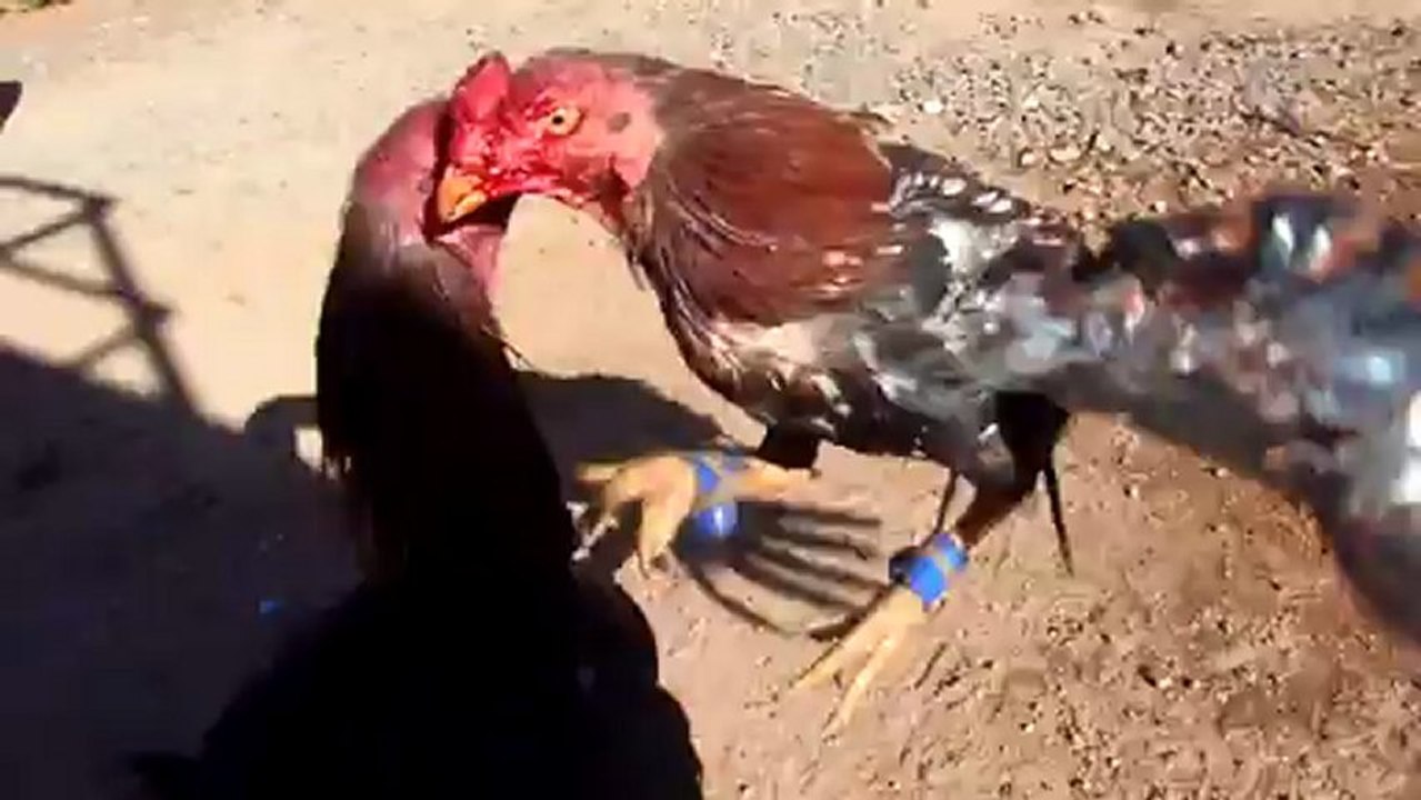 RedBull vs ZuChan (25déc12)