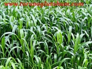 SORGUM SUDAN OTU TOHUMU FİYATLARI,SORGUM BİTKİSİ,SORGUM NEDİR