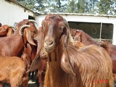 Halep keci fiyatları,torunoglu halep kecisi fiyatları