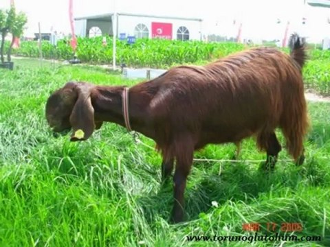 bit pire kene nedir,kecilerde bit pire kene ilacı,hayvanlarda bit pire kene ilacı,bit pire resimleri,bit kene pire resim