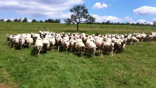 Dixie Entrainement troupeau chez Christian et Sandrine juillet 2012