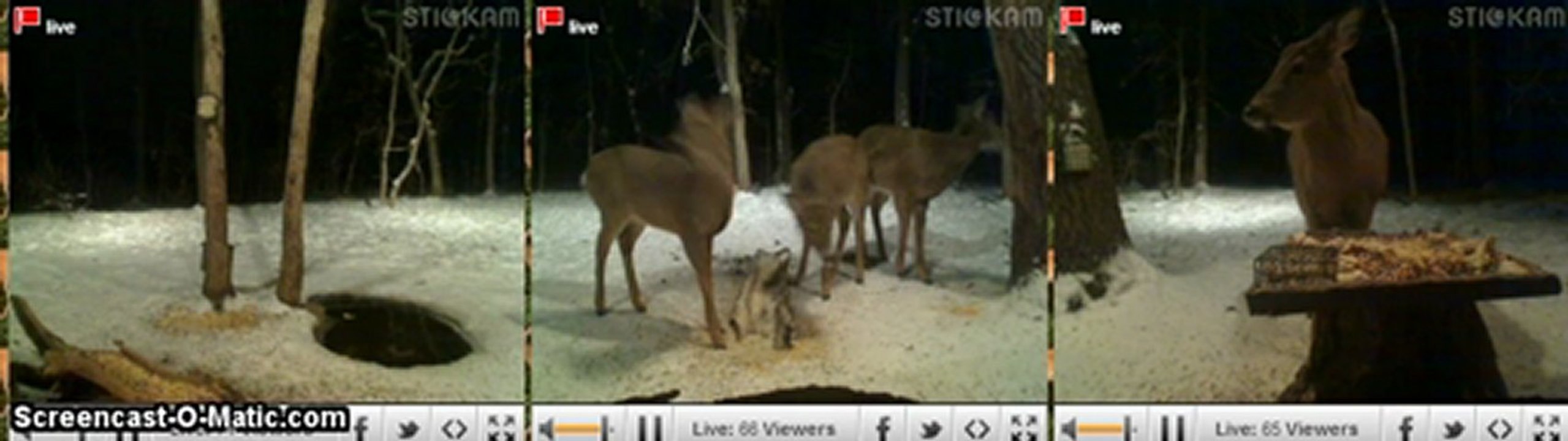 Minnesota Deer Trail 26122012