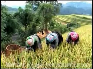 Tải video: Ruong bac thang Mu Cang chai Yen Bai Vietnam