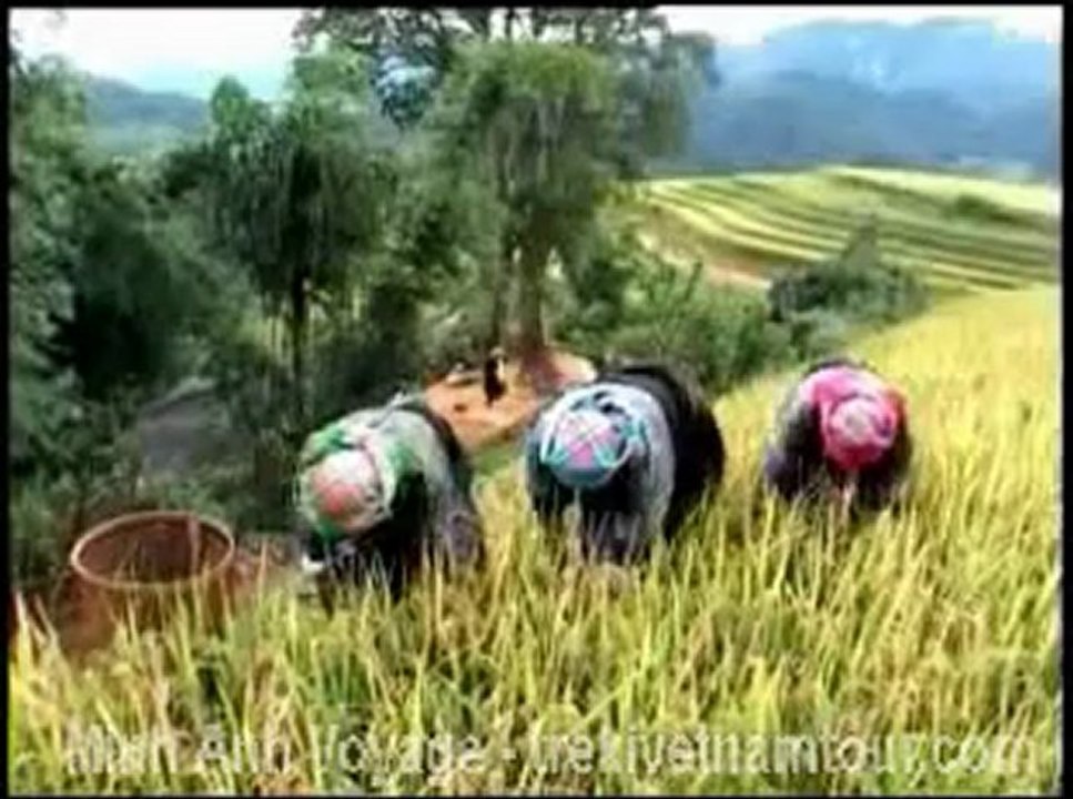 Ruong bac thang Mu Cang chai Yen Bai Vietnam
