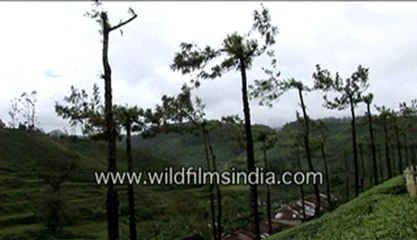 Big tea garden in India.-MPEG-4 800Kbps.mp4