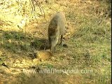 Boar eating boar-sariska-BD-no name-1.mov