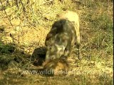 Boar eating boar-sariska-BD-no name-4.mov