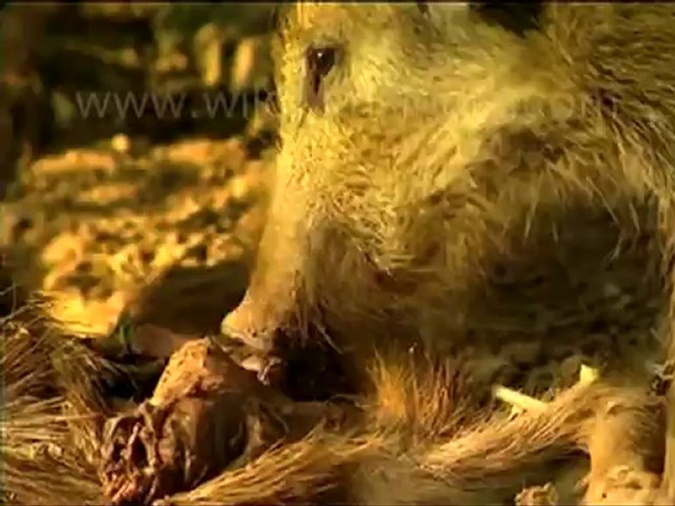 Boar eating bore.mov