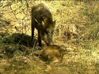 Boar eating her own piglet!