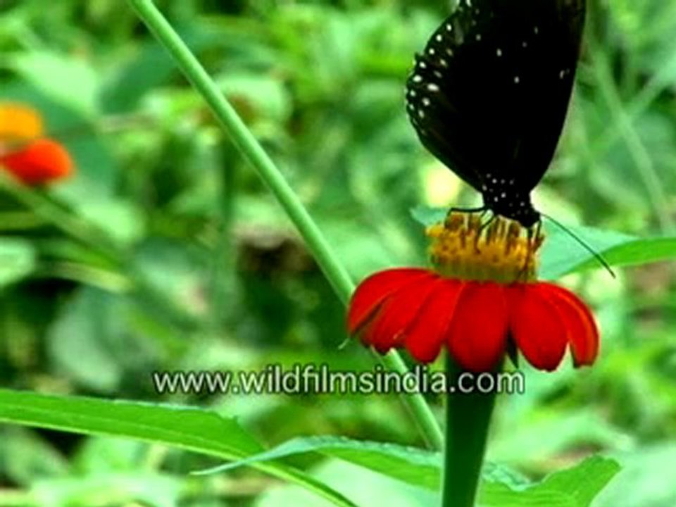 Butterflies on flowers-MPEG-4 800Kbps.mp4