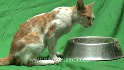 Cat chroma-1.mov