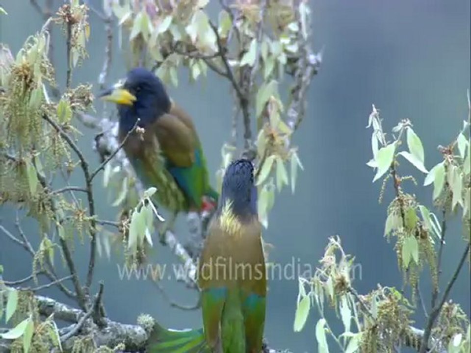 Chakrata-11.mov