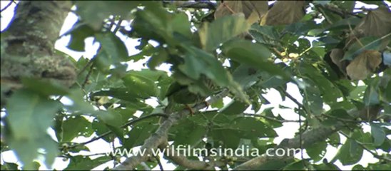 Corbett HDC 58-3.mov