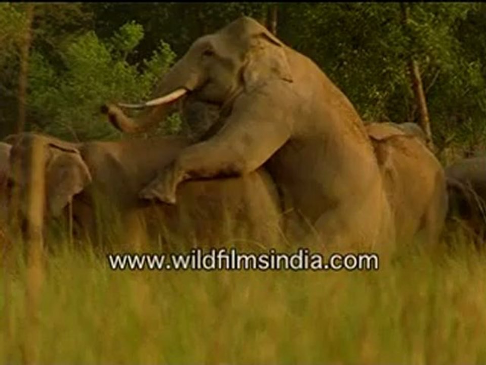 Elephant Sex Video