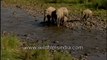Elephants crossing a river-MPEG-4 800Kbps.mp4