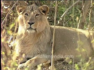 Gujarat-Gir-DVC-4-lion.mov