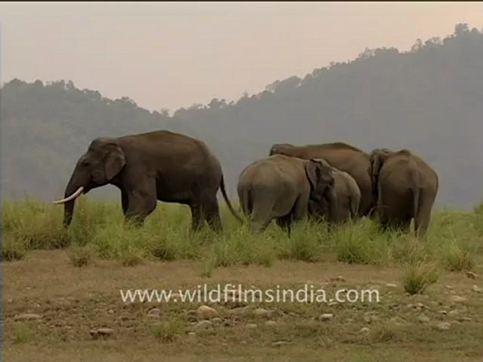 Elephants fighting-4.mov