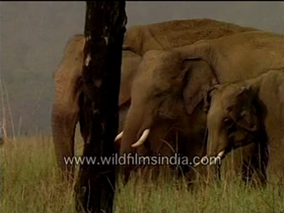 Elephants in a group-MPEG-4 800Kbps.mp4
