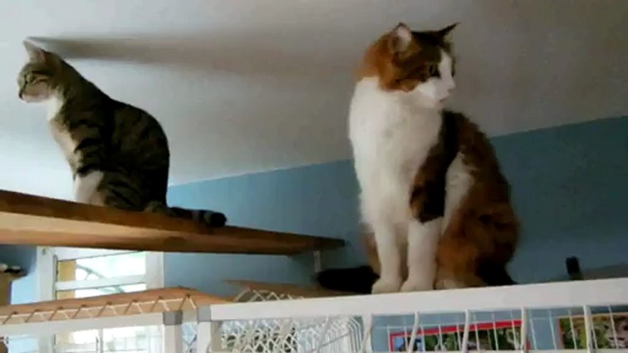 Mya et Chacha