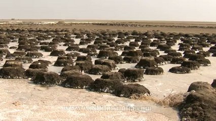 Flamingo nests-2.mov