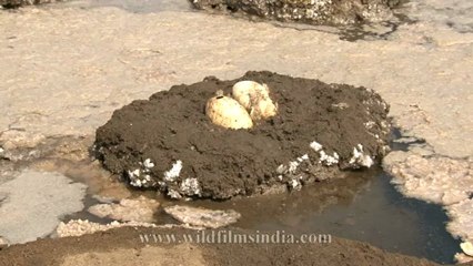 Flamingo nests-5.mov