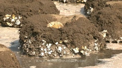 Flamingo nests-6.mov