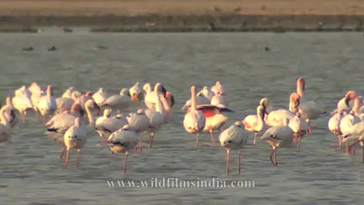 Flamingoes-1.mov