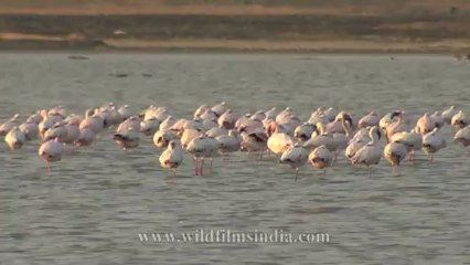 Flamingoes-3.mov