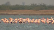 Flamingoes-4.mov