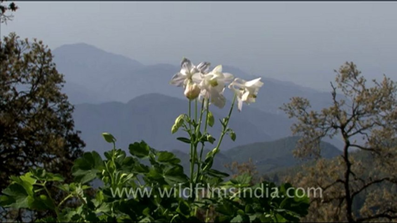 Flowers in landour.mov