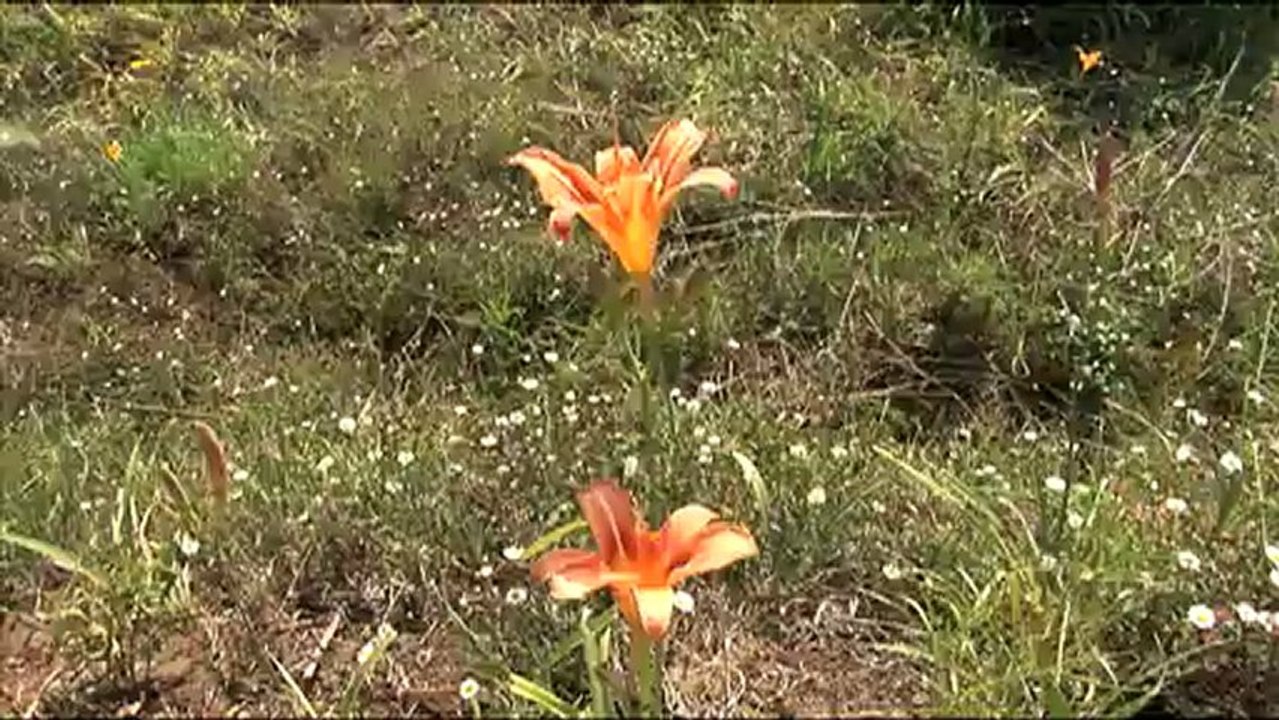 Flowers in landour_2.mov