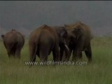 Friendly elephants-MPEG-4 800Kbps.mp4