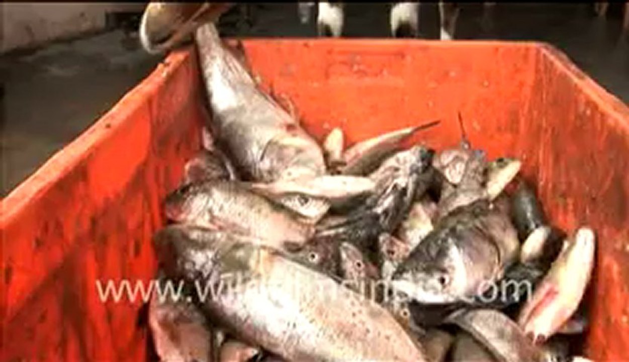 Goat eating fish-MPEG-4 800Kbps.mp4