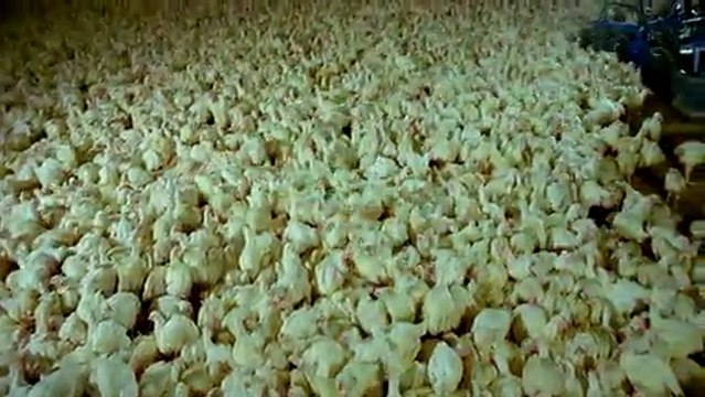 שואה על סרט נע: פס ייצור של מוות