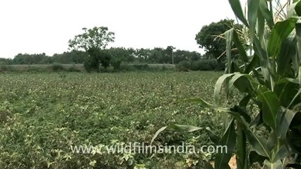 Indian countryside train-2.mov