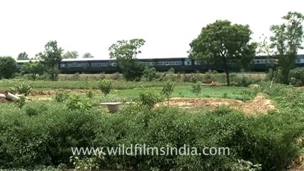 Indian countryside train-3.mov