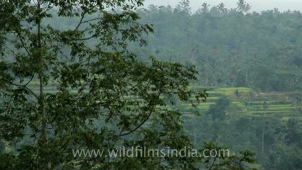 Indonesia-Bali-Bedegul-2.mov