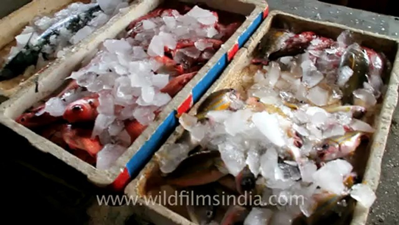 Indonesia-Bali-Fish Market-1.mov