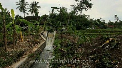 Indonesia-Bali-KintamaniUbud-3.mov