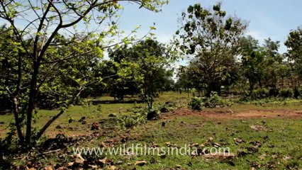 Indonesia-bali-biguin-4.mov