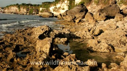 Indonesia-bali-biguin-7.mov