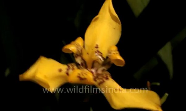 Indonesia-bali-rice fields 1.mov