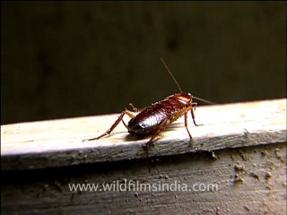 Insects-cockroaches-1.mov