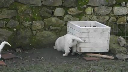 Les bébés Golden à 7 semaines 1