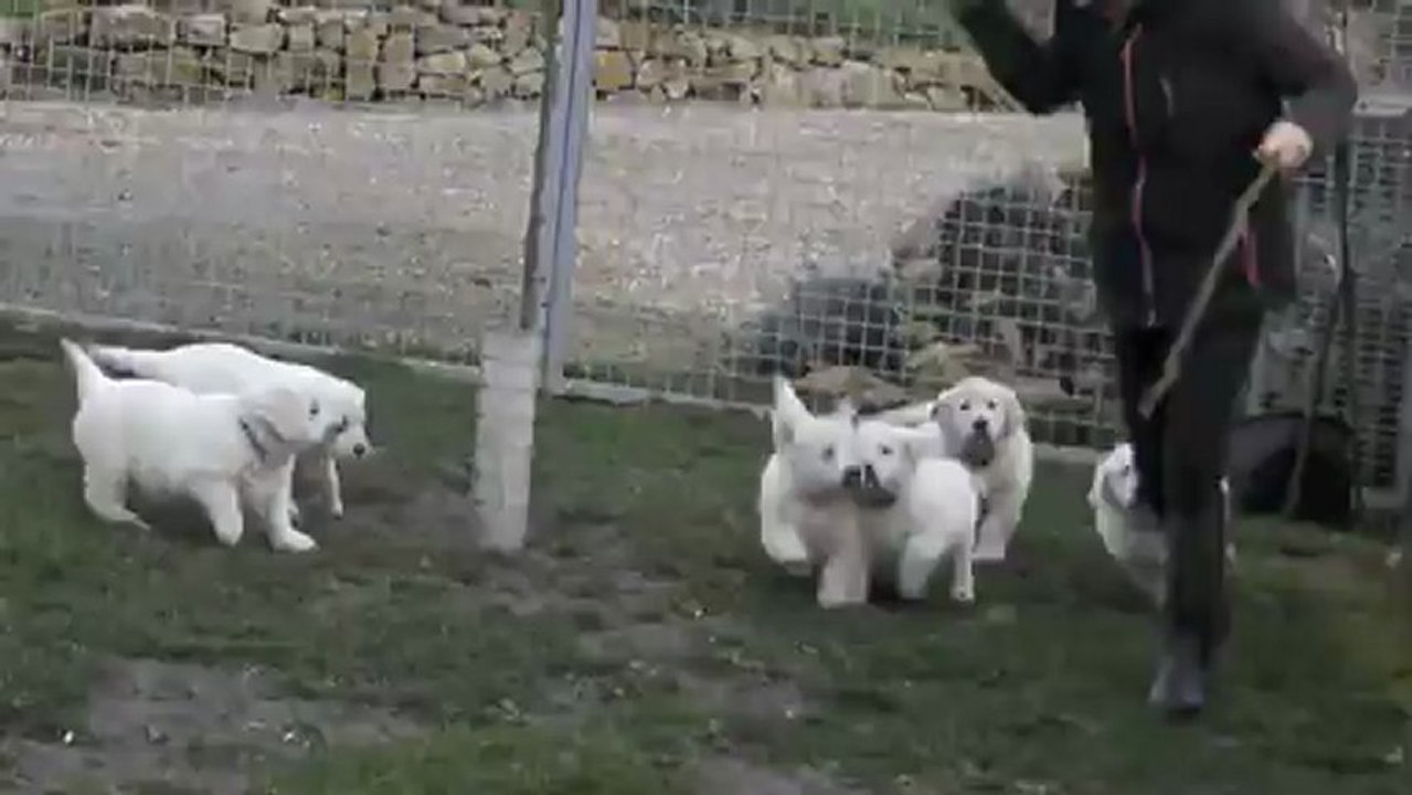 Les bébés Goldens à 7 semaines 2