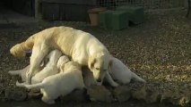 La tétée des bébés Golden à 7 semaines